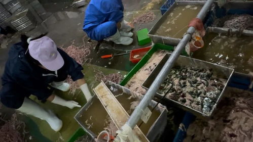 臥底鴨腸 鵝腸工廠 腳踩鵝腸擠糞,煙頭扔進鴨腸筐